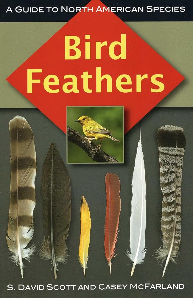 Bird Feathers cover image