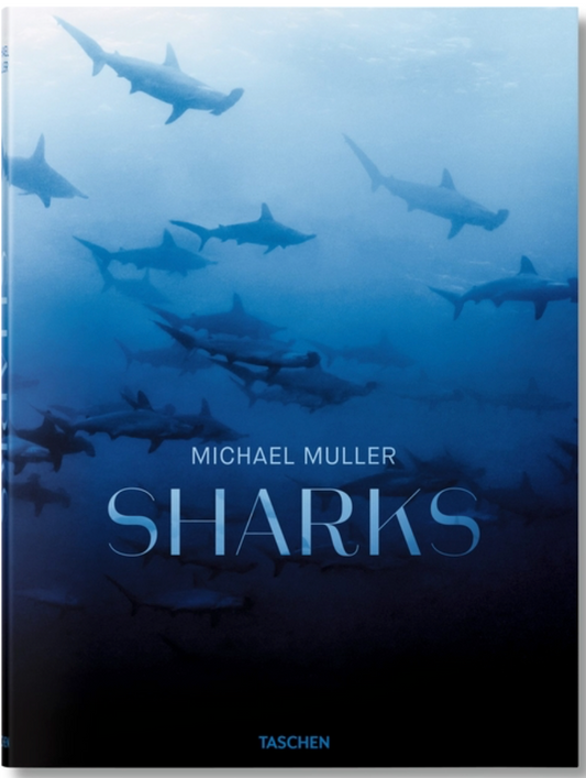 Michael Muller. Sharks
